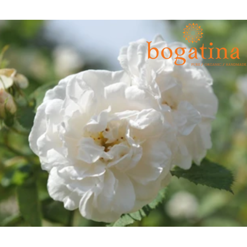 РОЗА АЛБА ФЛОРАЛНА ВОДА Bogatina, спрей хидролат